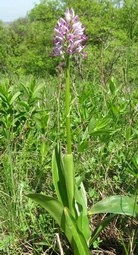 Orchis × mackaensis